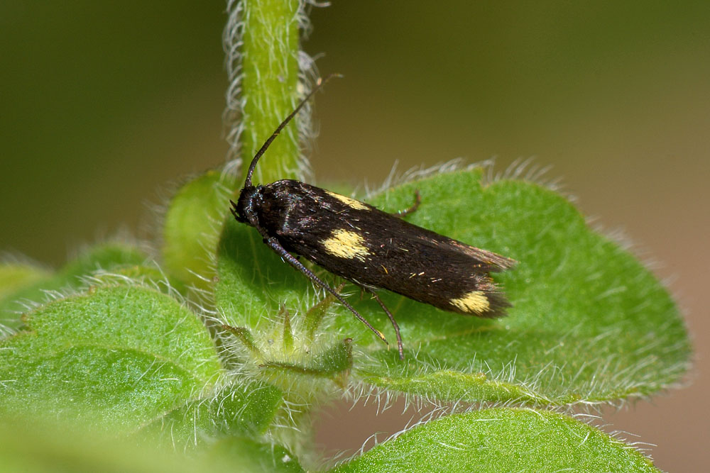 Scythrididae:  Scythris sinensis